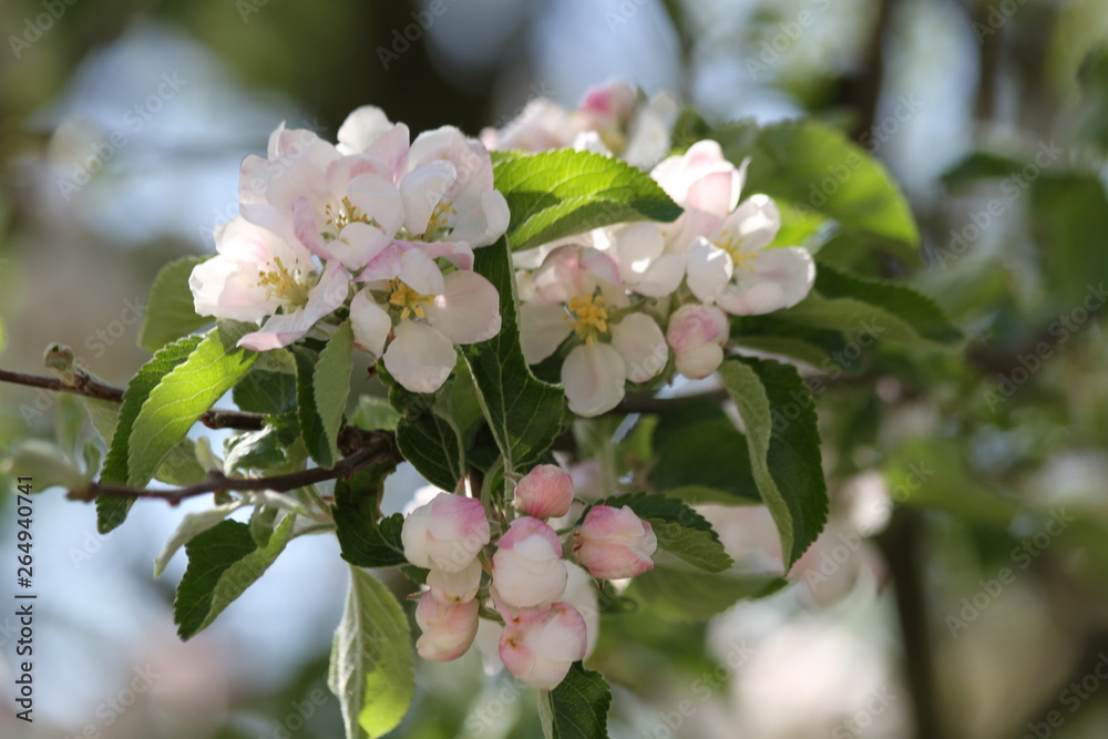 Obraz premium frühling, blume, baum, aufblühen, natur, weiß, ast, cherry, blume, apfel, himmel, pflanze, blühen, green, garden, jahreszeit, blau, schönheit, pflaume, makro, erbluhen, blatt, schön, flora
