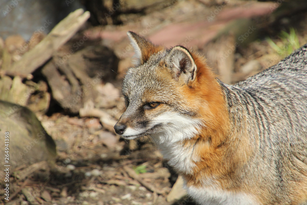 Intense Grey Fox