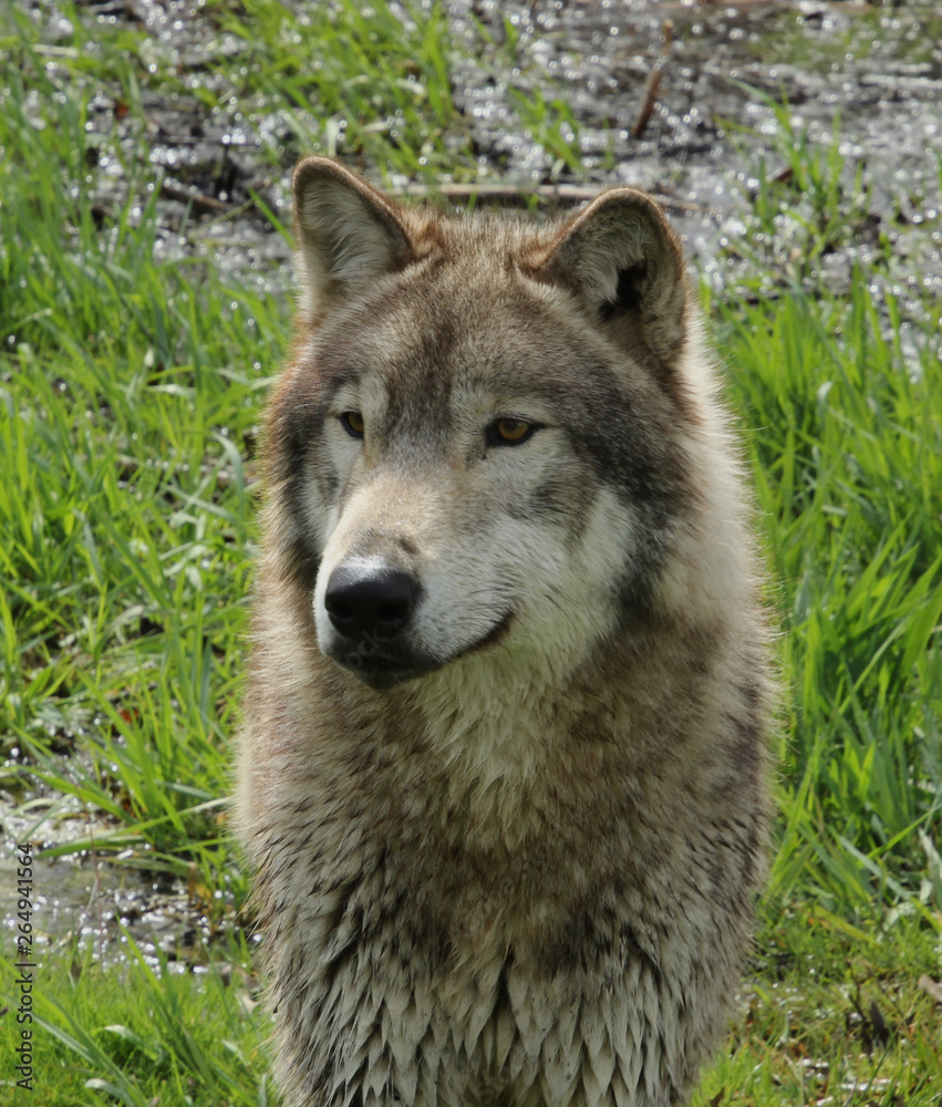 Fototapeta premium Noble Wolf