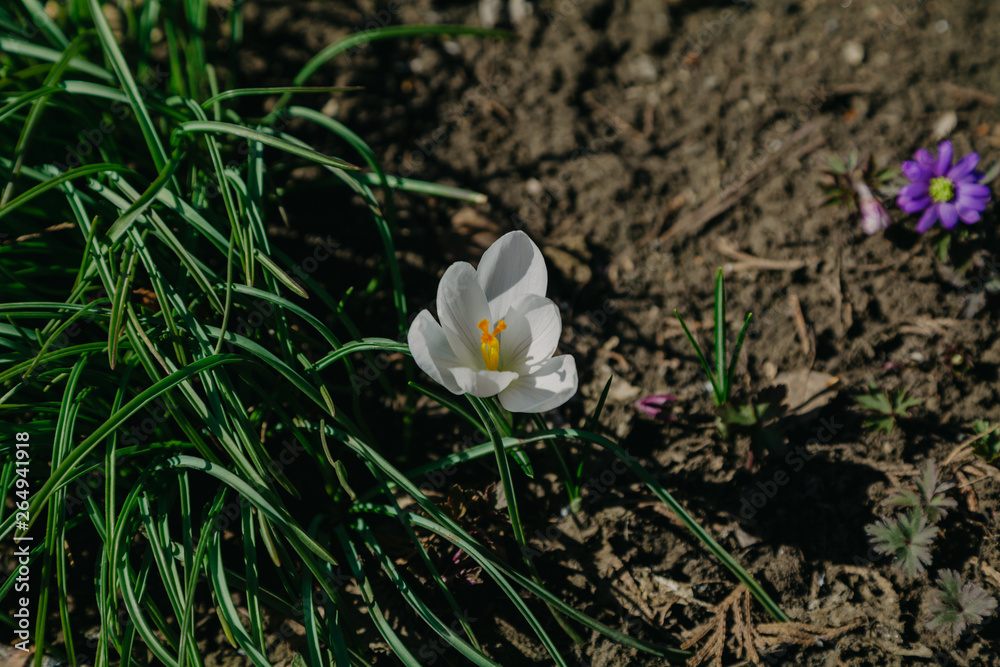 Bright white crocus flower grow in the garden Bright white crocus flower grow in the garden