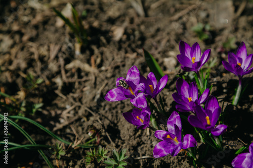 Beautiful purple crocus flowers grow in garden