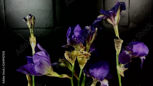 Unblooming colored flower buds, timelapse footage. Close up, macro. photo