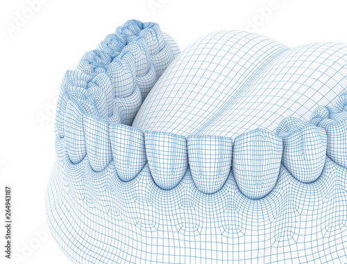 фотографія Morphology of mandibular human gum and teeth
