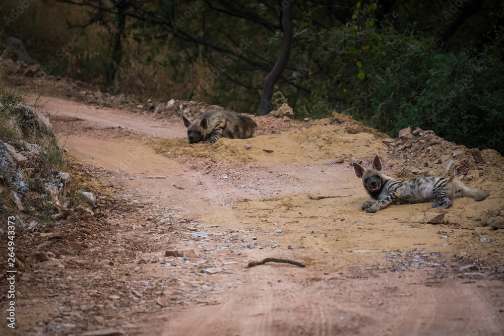 Striped hyena (Hyaena hyaena) pair closeup resting in a cool place and shade with green background at jhalana forest reserve, Jaipur Striped hyena (Hyaena hyaena) pair closeup resting in a cool place and shade with green background at jhalana forest reserve, Jaipur