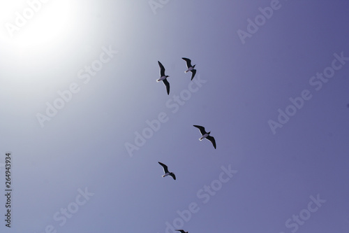 Landscape, birds flying in the blue sky.