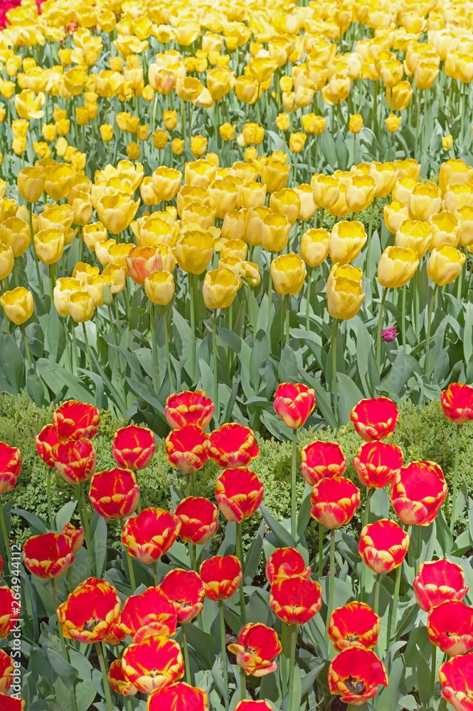 Beautiful tulips field Beautiful tulips field