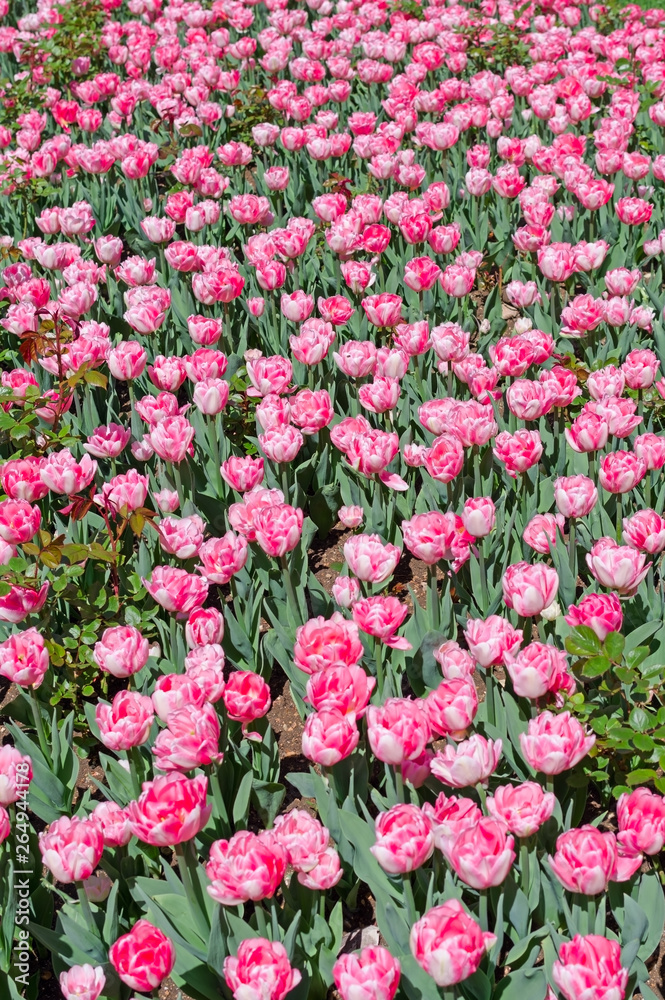 Beautiful tulips field Beautiful tulips field