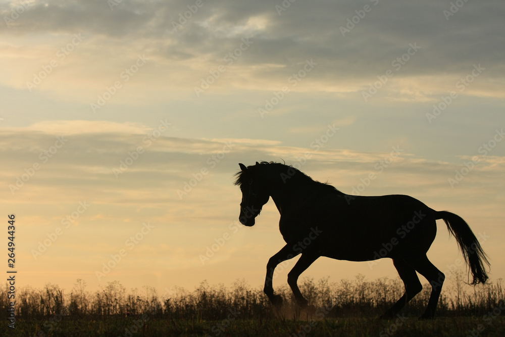 Horse silhouette gallops in the field in the early morning at sunrise Horse silhouette gallops in the field in the early morning at sunrise