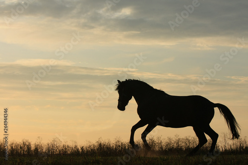 Horse silhouette gallops in the field in the early morning at sunrise © yanakoroleva27