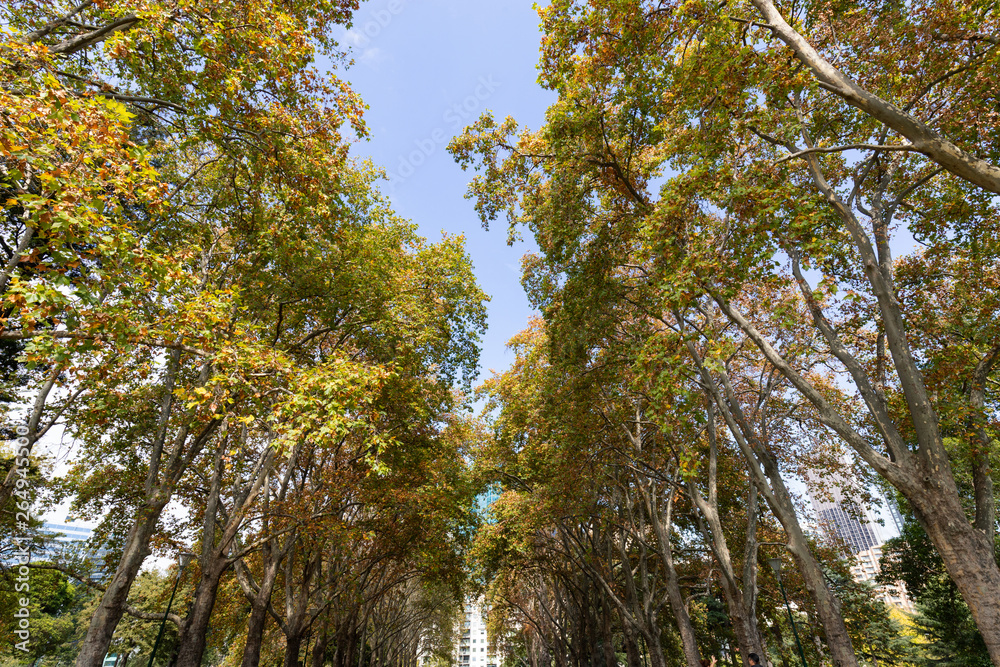 Obraz premium Lines of autumn foliage leaves on left and right sides.