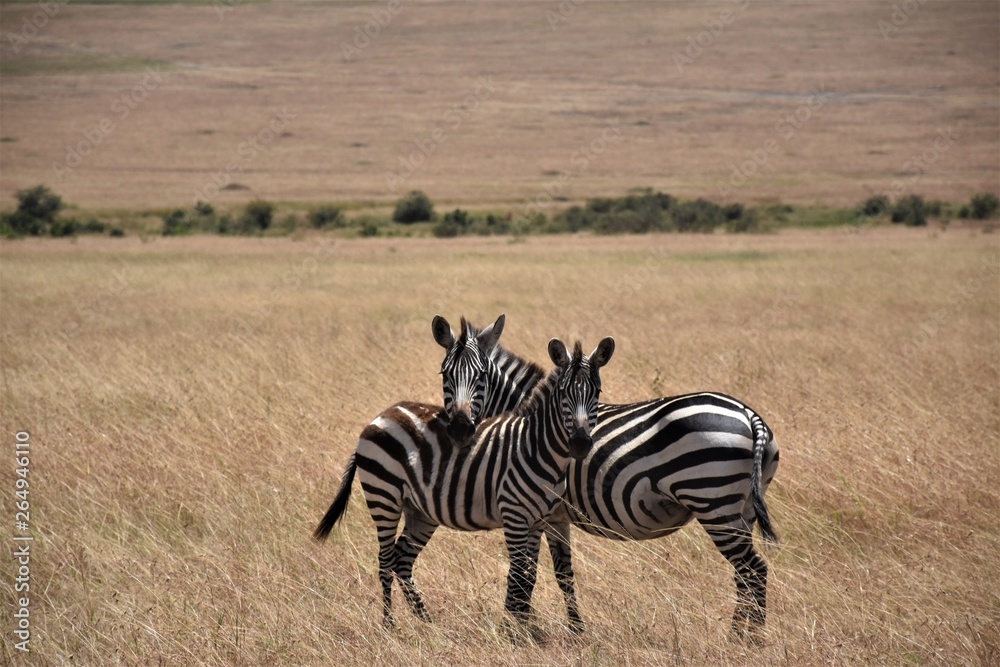 Obraz premium zebra in africa
