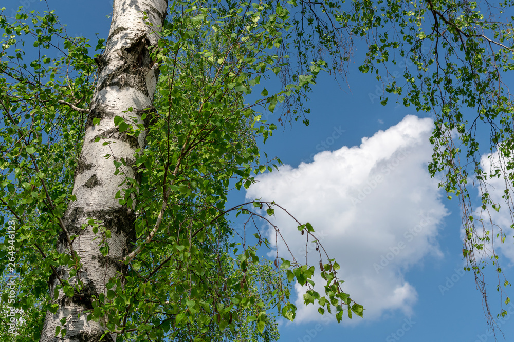 Fototapeta premium White spring birch against the blue sky and white clouds