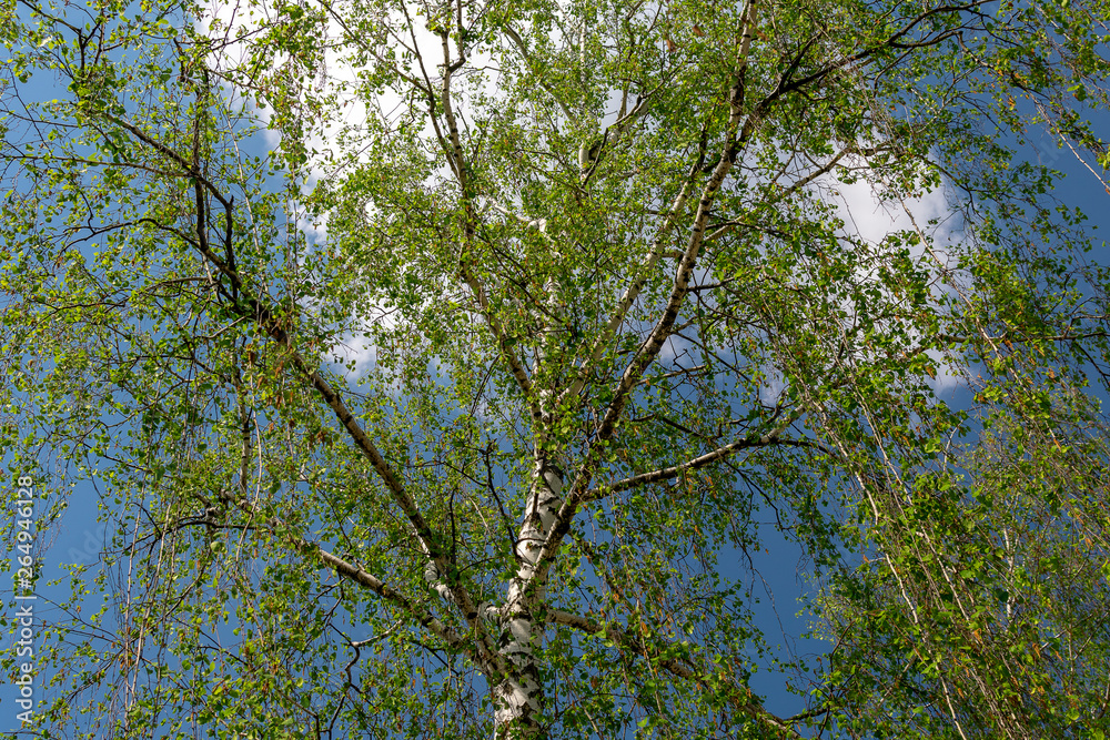  White spring birch against the blue sky and white clouds