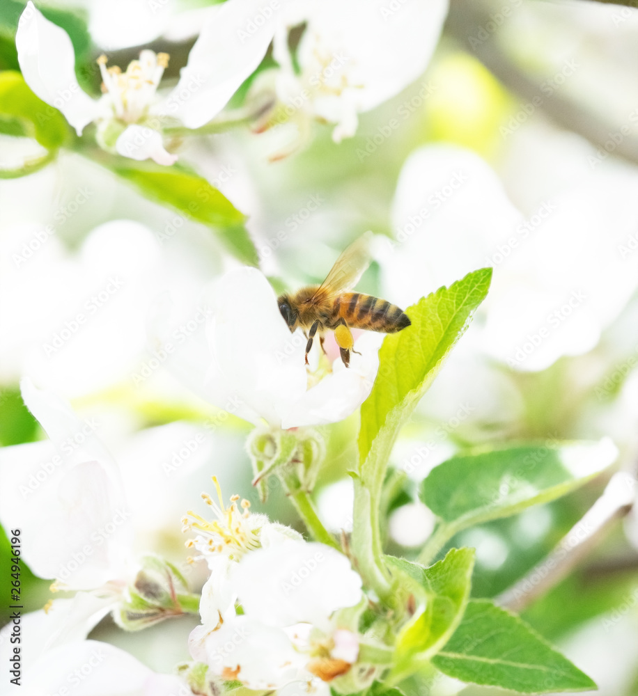 Bee On A Flower In A Tree Crown Bee On A Flower In A Tree Crown