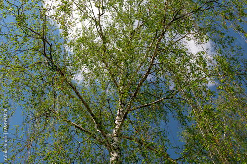  White spring birch against the blue sky and white clouds