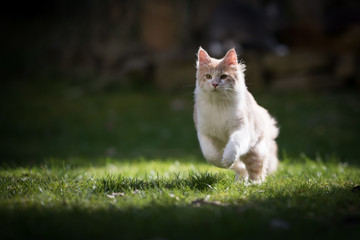 young cream tabby maine coon cat running in the sunlight in the garden