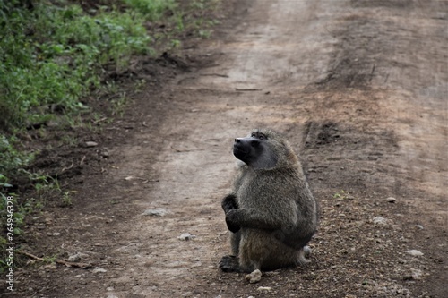 Monkey