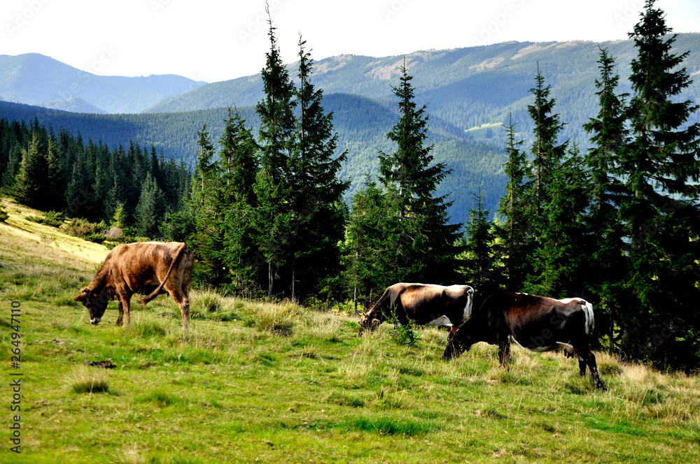 forest in the mountains and grazing cows