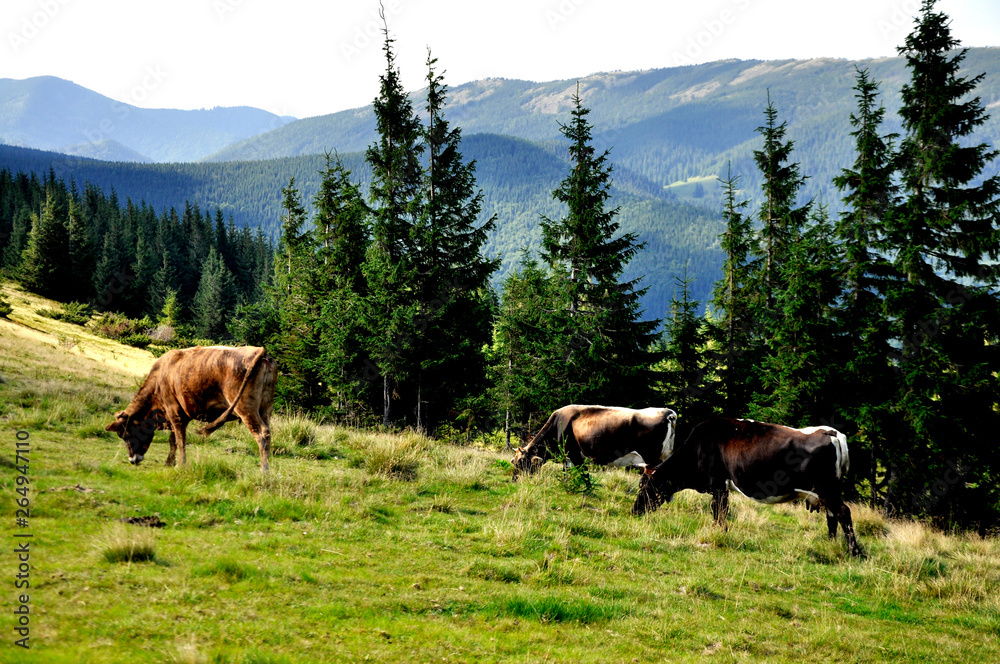 Naklejka premium forest in the mountains and grazing cows