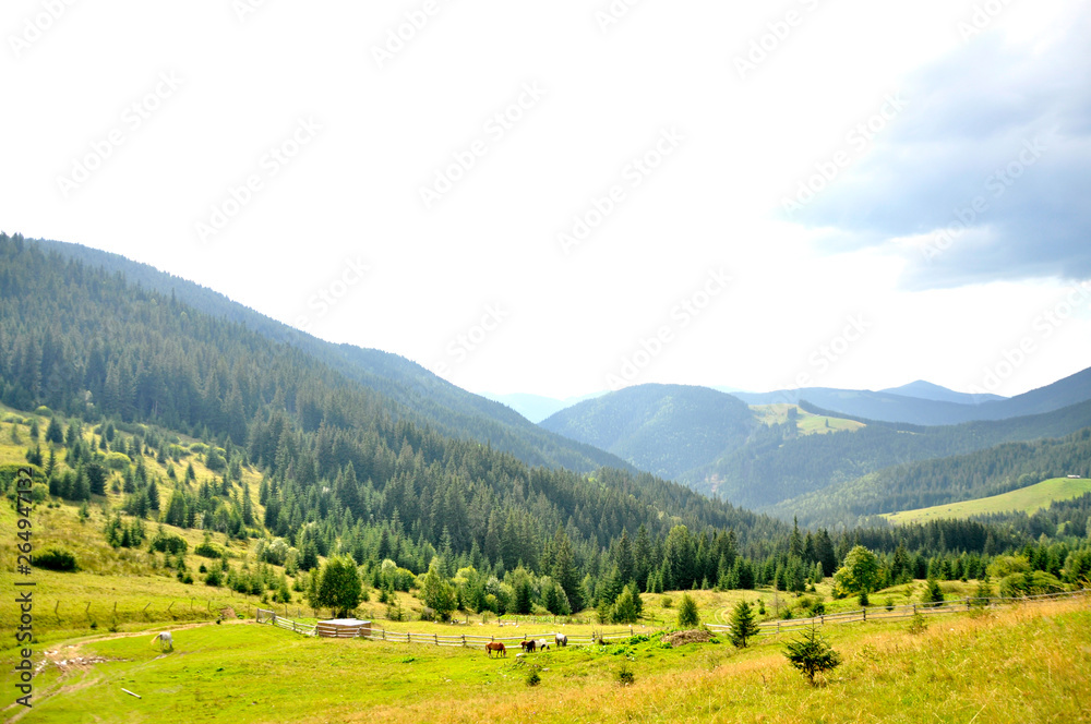 meadow in the mountains meadow in the mountains