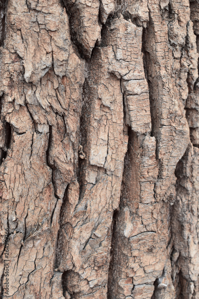 Autumn trees in the Park or in the forest. Tree bark brown in nature Autumn trees in the Park or in the forest. Tree bark brown in nature