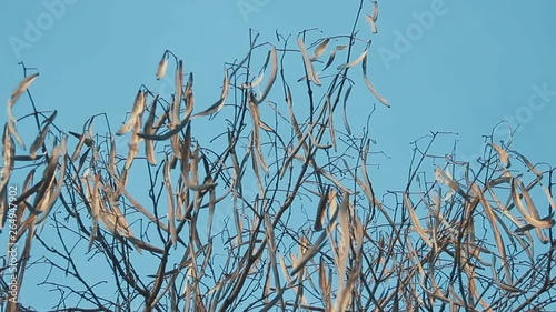 Catalpa speciosa. Dried up empty pods on the Catalpa or Catawba tree against the blue spring sky.  photo