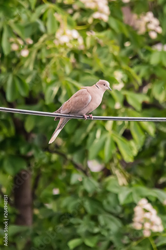 Isolated turtledove on electric wire 