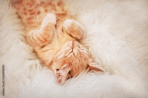 Fototapeta Naklejka Na Ścianę i Meble -  Cute, kitten is sleeping and smiling on a fur blanket. Concept cozy Hyugge and good morning.