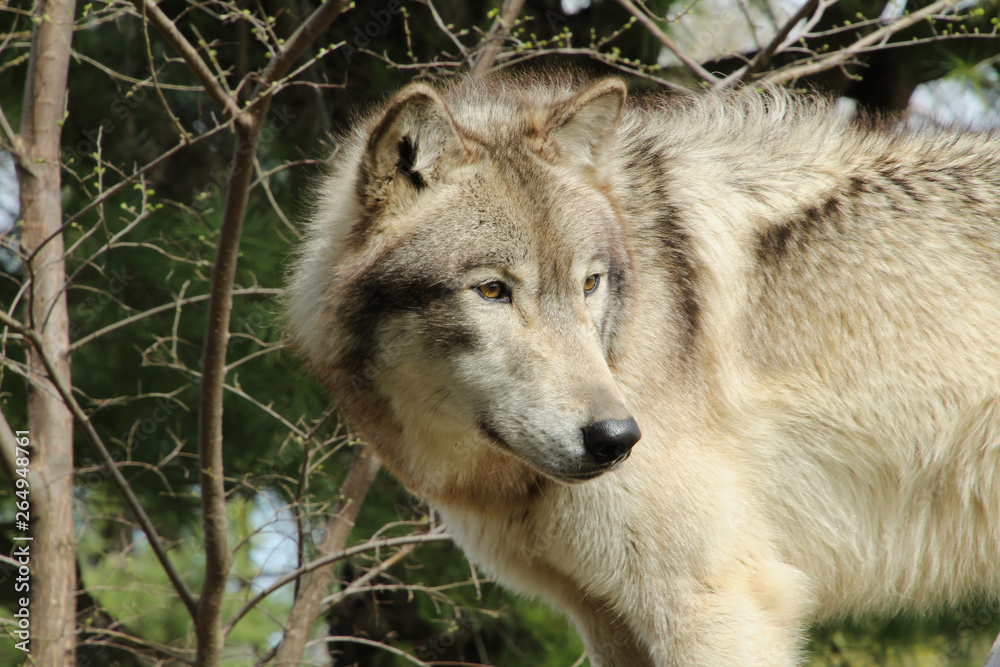 Fototapeta premium Perceptive Predator