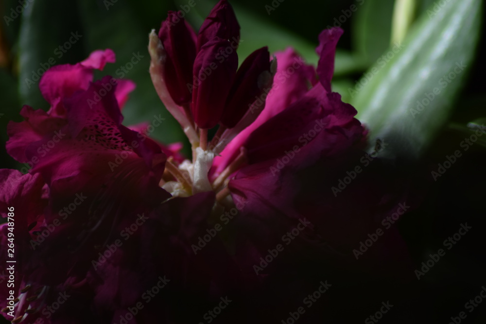 Obraz premium Fleur mauve