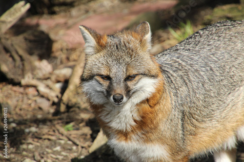 Skeptical Fox