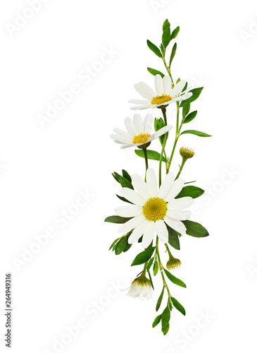 Fototapeta Naklejka Na Ścianę i Meble -  Daisy flowers  in a floral arrangement