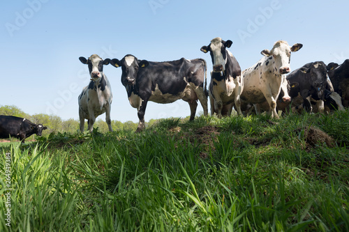 black and white cows in meadow seen through green grass against blue sky in holland