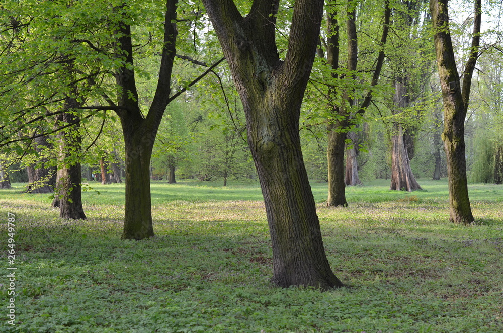 krajoobraz parkowy - stare lipy w wiosenny poranek