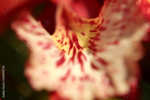 Macro Close up of red and white petal of Delonix regia tree (royal poinciana, flamboyant or flame tree)