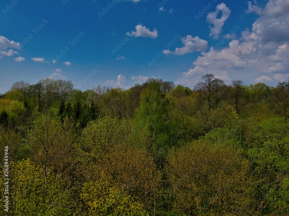 Tops of the trees in a park in Nesvizh, Belarus