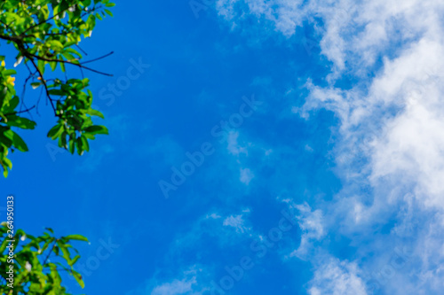 Web spring jungle frame banner. Green leaves against blue white sky  white clouds. Sunlight coming through. Realistic picture Paradise. Christmas ornamental background. Copy space room in right side.