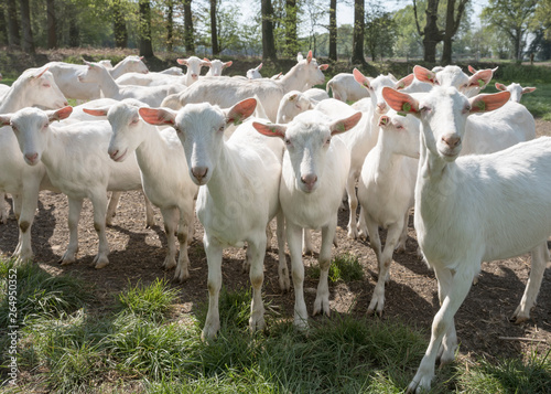 group of white goats outside on sunny spring day near utrecht in holland