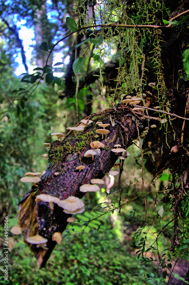 Fungus on a branch Fungus on a branch