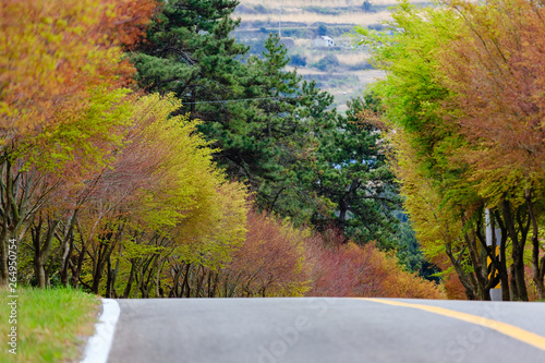 Tree Path of Chungshan Island photo