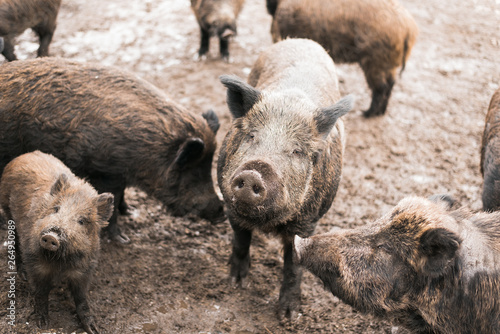 Boars in the mud. Dirty herd of boars on the farm. Pig family