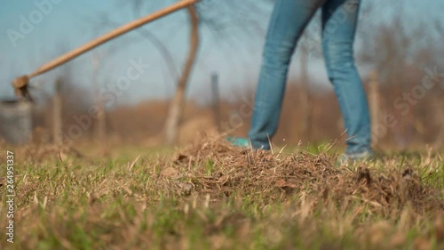 Wallpaper Mural A woman rakes lawn grass with a rake. Spring cleaning of the garden plot. Torontodigital.ca