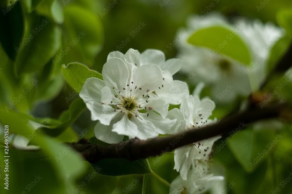 Blossom Apple tree flowers close-up photography Blossom Apple tree flowers close-up photography