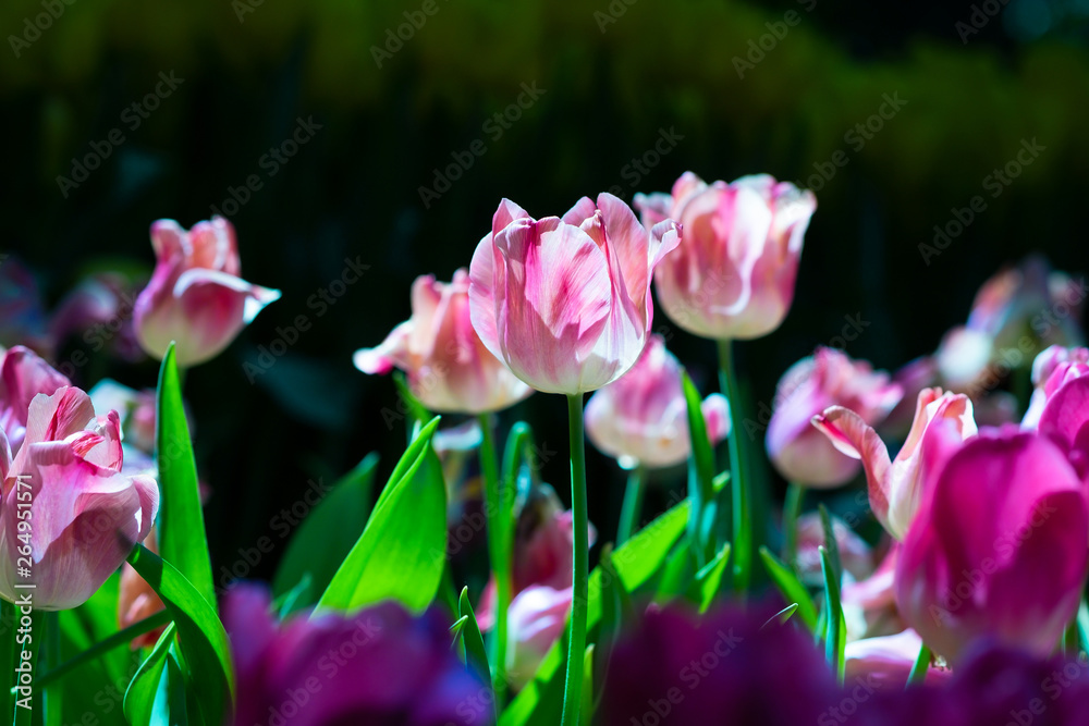 Pink tulip flowers in the garden under natural sunlight, Beautiful summer background Pink tulip flowers in the garden under natural sunlight, Beautiful summer background