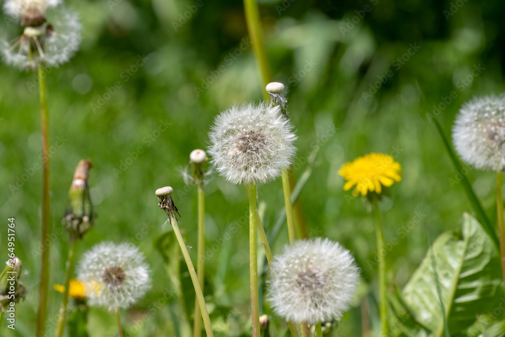 Green meadow in spring with blooming dandelions and blowballs Green meadow in spring with blooming dandelions and blowballs