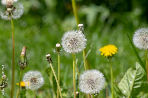 Green meadow in spring with blooming dandelions and blowballs