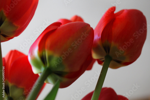 beautiful tulips in colose up photo