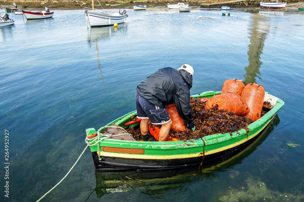 Obraz premium pêcheur ramasser algue