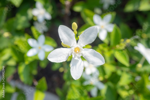 Top view of beautiful and cute small white flower on blurred plants background, wallpaper