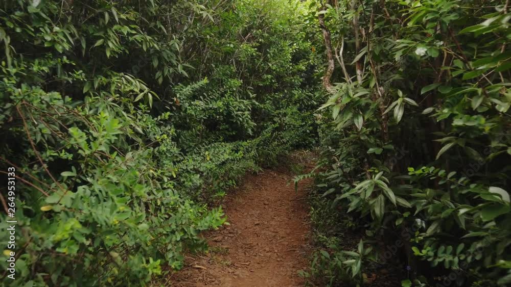 The camera floats slowly through a narrow way in a thick jungle The camera floats slowly through a narrow way in a thick jungle